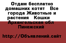 Отдам бесплатно домашних котят - Все города Животные и растения » Кошки   . Архангельская обл.,Пинежский 